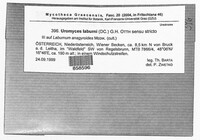 Uromyces pisi-sativi image